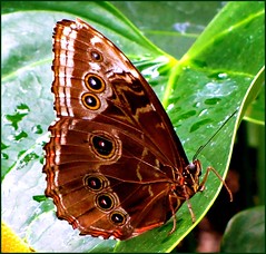 3-11-10 Butterflies