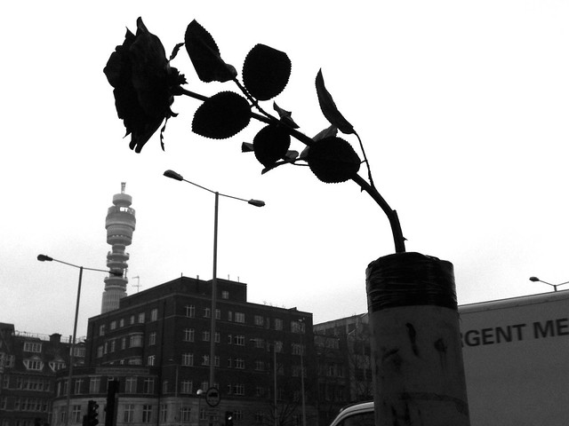 Euston Road Rose