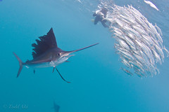 the sailfish of Isla Mujeres