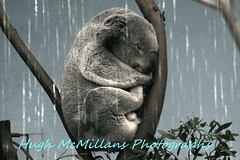 Queensland Koala.