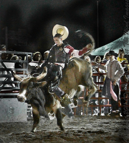 Bucking Bull-0130 by Against The Wind Images