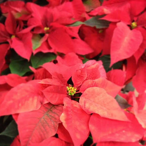 Classic #christmas #poinsettia #red #flowers