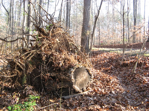 Big dead tree stump