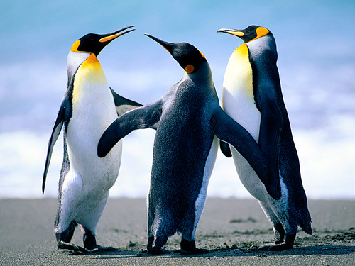  無料写真素材, 動物 , ペンギン, キングペンギン  
