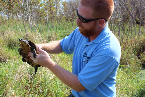 Aaron Minson, BCCD Restoration Technician, holds a Blanding’s turtle that has been equipped with a transmitter.