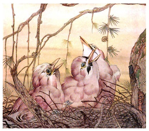 041- El arrendajo-The book of baby birds 1912- Ilustrado por Edward Detmold- Hatchi Trust Digital library