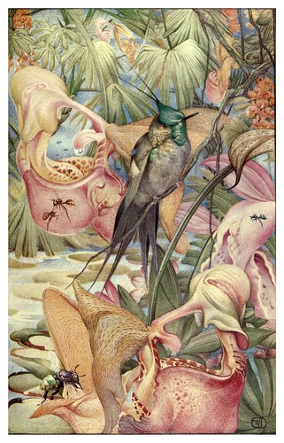 047-Coryanthes Maculata-News of spring and other nature studies 1917- Ilustrado por Edward J. Detmold