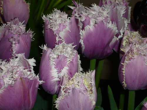 Fringed tulip