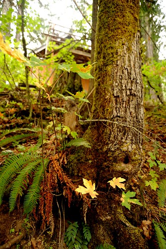 Two yellow oak leaves, a natural patch of earth, tree, knot hole, ferns, Breitenbush Hot Springs, Breitenbush, Marion County, Oregon, USA by Wonderlane