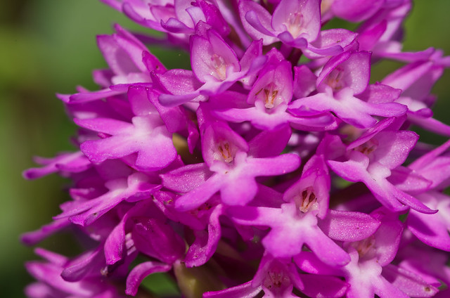 pyramidal orchid close up 2
