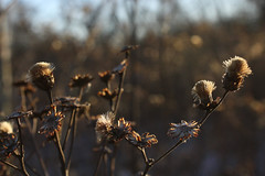 Ironweed gone to seed