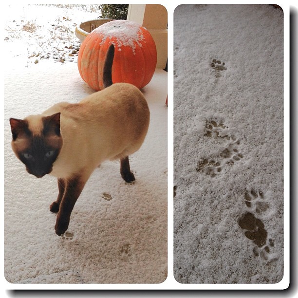 Tentative Steps #snow #cat #siamese #diptych #P365-2012