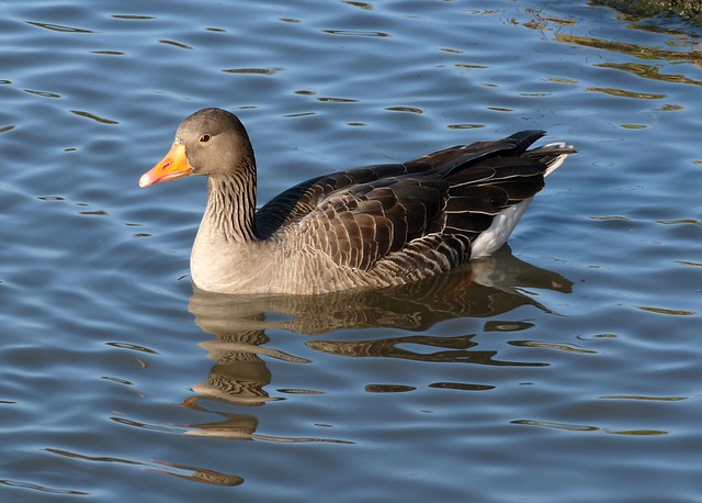 25469 - Greylag Goose, Slimbridge