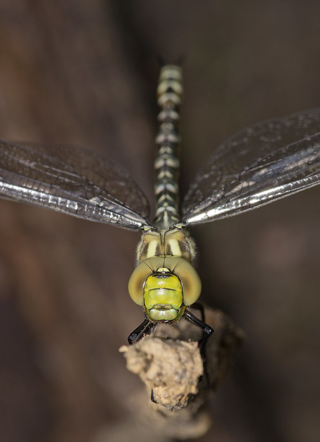 Southern hawker close up 14