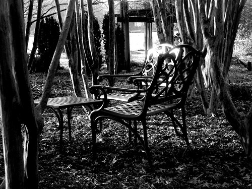 chairs and trees (2)