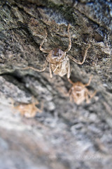 Cicada invaders