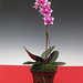 orchids 064