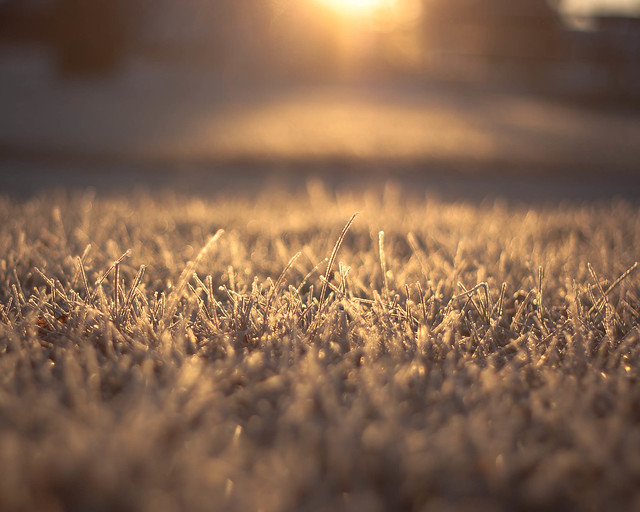 I love a good morning frost (24:366)