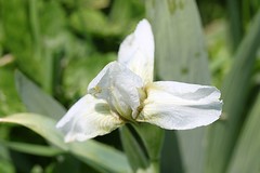 Irises 002