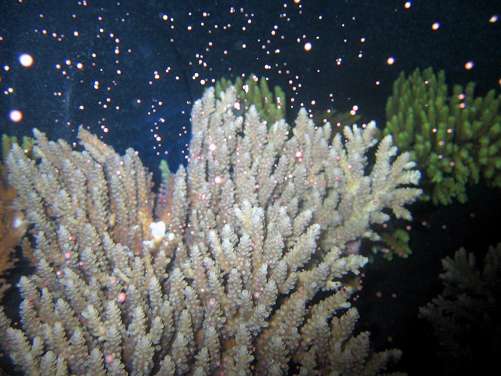 Corals spawning at night on the Great Barrier Reef