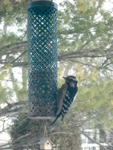 Day 23 - Woodpecker by Karin Beil