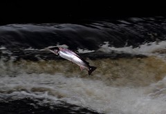 Salmon on Welsh Rivers