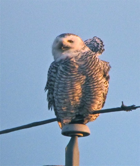 Snowy Owl in McLean County 47