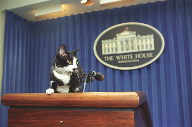 Photograph of Socks the Cat Standing on the Press Podium in the Press Room at the White House: 12/05/1993