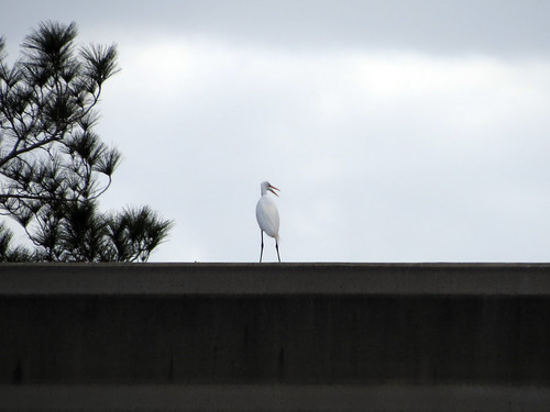 Great Egret on the monorail