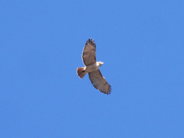 Eastern Red-tailed Hawk on Parklands Property near Lake Bloomington