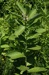 Common Milkweed plant