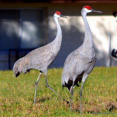 Sand Hill Cranes in the hood!
