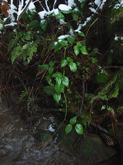 Dryopteris carthusiana (+ Rubus sp.) (48°33' N 13°48' E)