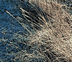 Beach Grasses  in December (Digital Woodcut) by randubnick