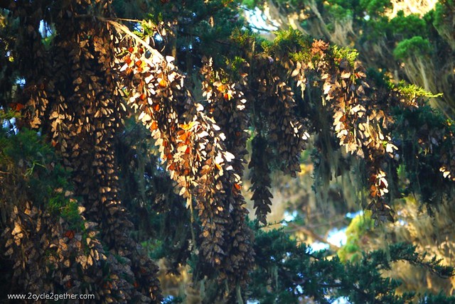 Monarch Sanctuary : Pacific Grove, CA