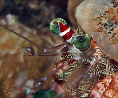 Crustaceans - Crabs, Lobsters, Shrimps