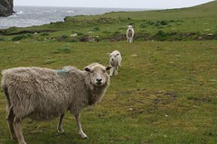 fair isle 2 sheep
