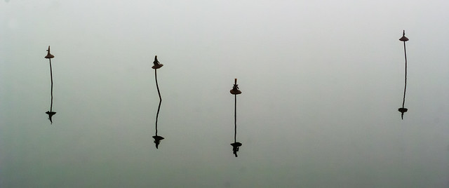 Misty morning, still lake