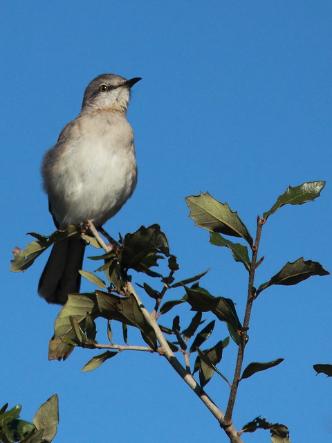 Northern Mockingbird 20120108