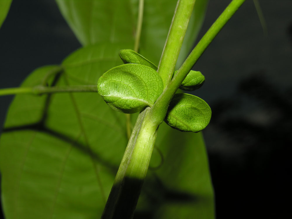 Mussatia hyacinthina image