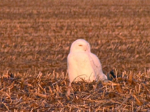 Snowy Owl on Highway 24 in McLean County, IL 02