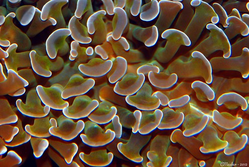 Hammer Coral Macro