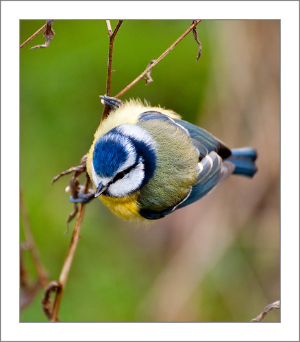Blue Tit Hanging Out.