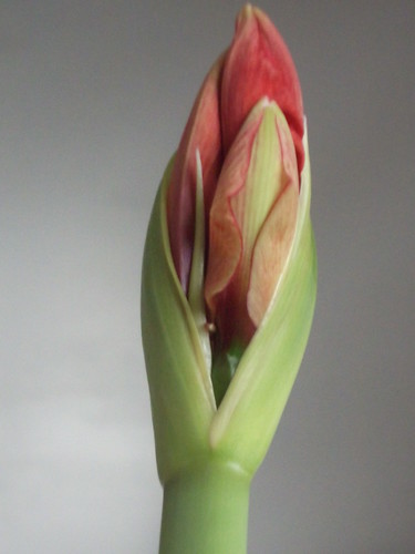 Amaryllis about to bloom by woodsrun