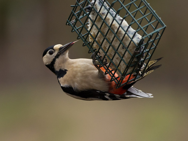 greater spotted woodpecker tongue