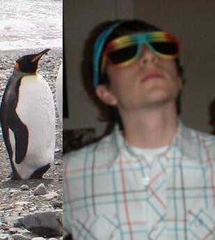 Penguins are celebs, right?