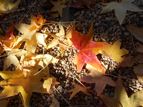 Sweet Gum Leaves in the Sun