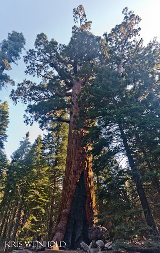 Giant Sequoia at Mariposa Grove