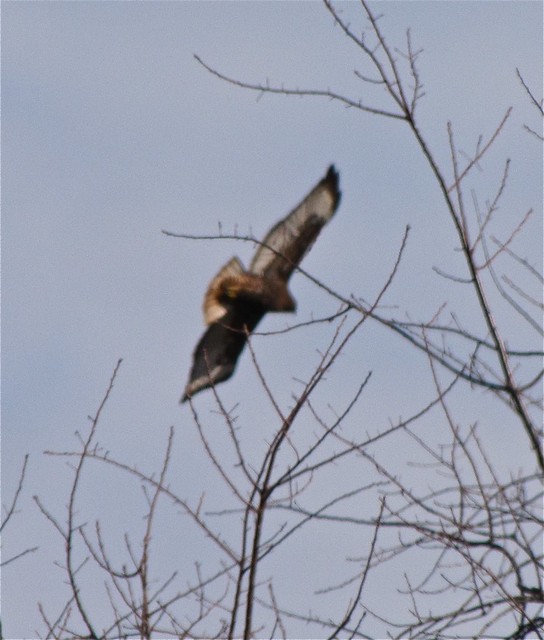 Western Red-tailed Hawk near Lake Bloomington, IL 05