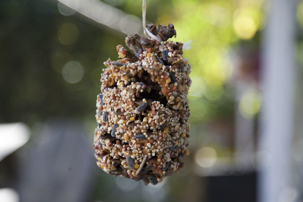 pine cone bird feeder